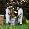 tahi new zealand honey natural beekeeping