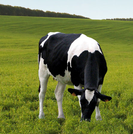 grass fed cow ghee from New Zealand